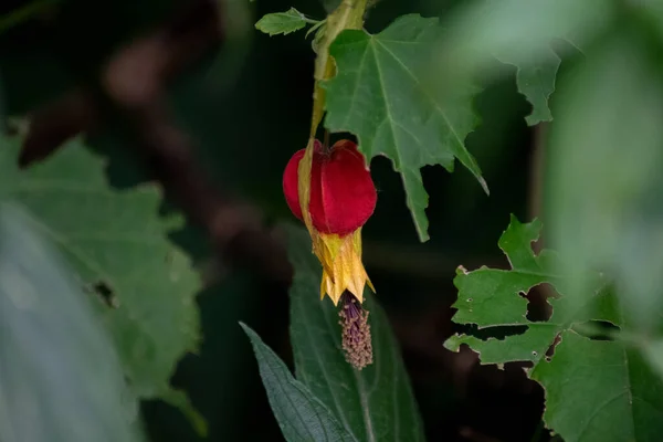 Red Flower Abutilon — стоковое фото