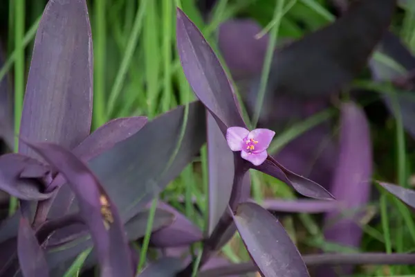 Tradescantia Pallida Virágai — Stock Fotó