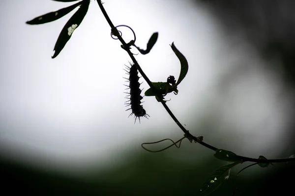 Гусеница Бабочки Ветвях Растения — стоковое фото