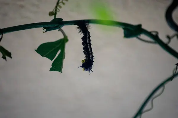 Bir Bitkinin Dallarında Kelebek Tırtılı — Stok fotoğraf