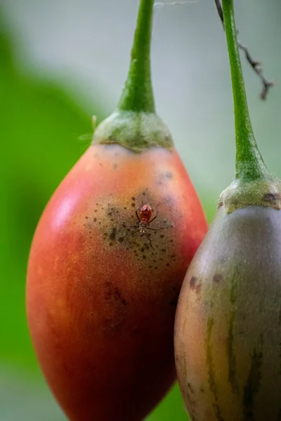 Formiga Pequena Vermelha Fruto Solanum Betaceum Imagem De Stock