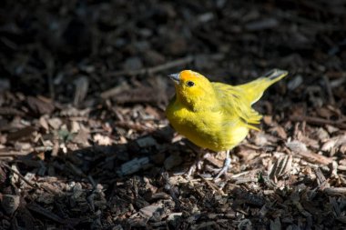 Küçük sarı bir kanaryaya yakın çekim