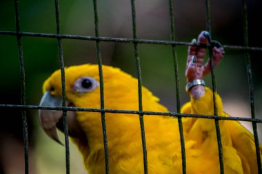 guacamayo guaruba, cotorra dorada, periquito amarillo o aratinga amarilla (Guaruba guarouba)