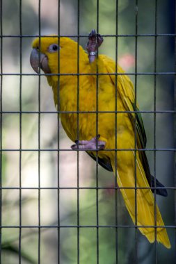 guacamayo guaruba, cotorra dorada, periquito amarillo o aratinga amarilla (Guaruba guarouba)