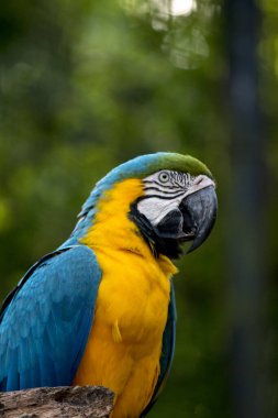 Mavi ve Sarı Makaw 'ın portresi - Ara ararauna. nesli tükenmekte olan kuşlar