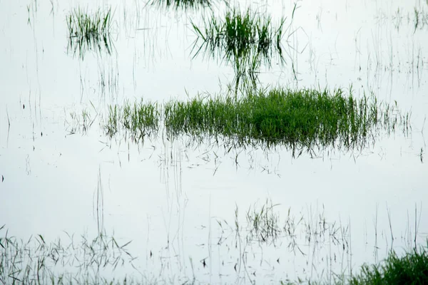 Végétation Dans Lagune Réflexes — Photo