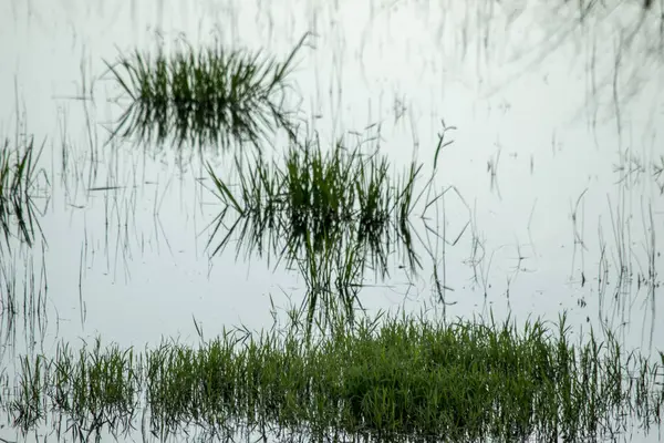 Vegetação Lagoa Reflexos — Fotografia de Stock