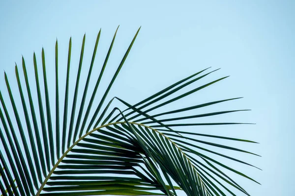 Hojas Palma Verde Palmera — Foto de Stock