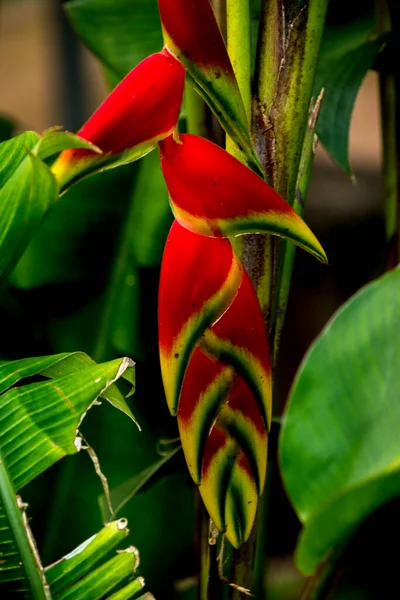 Вид Цветки Heliconia Rostrata — стоковое фото