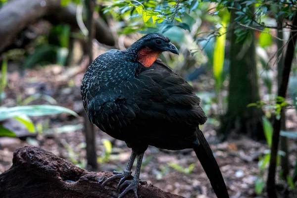 İbikli Guan 'ın Portresi, Penelope Purpurascens 