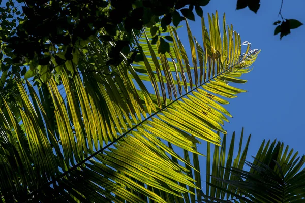 Hojas Palma Verde Palmera — Foto de Stock
