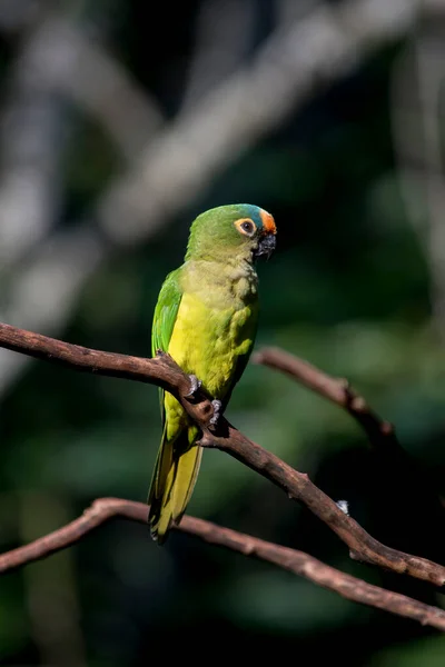 Portrait Une Aratinga Frentidorada Eupsittula Aurea — Photo