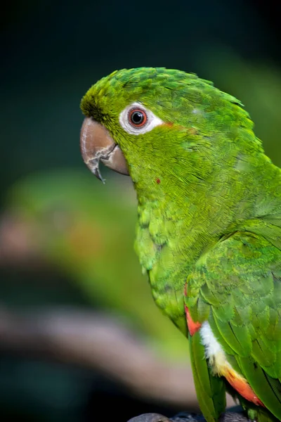 Portrait Green Parrot Iguazu Falls — 스톡 사진