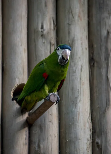 Closeup Photo Beautiful Macaw Perched Stick — 스톡 사진
