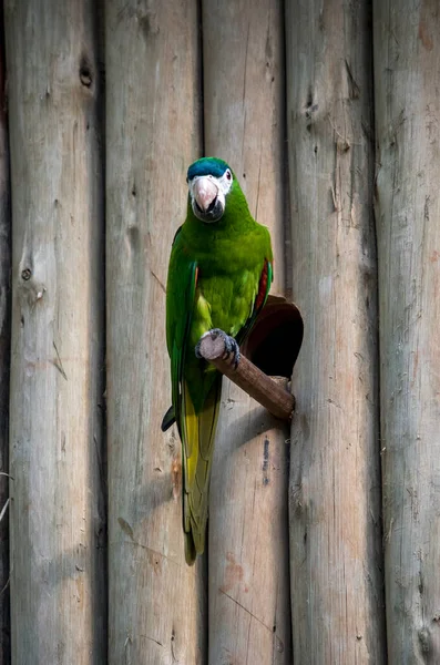 Closeup Photo Beautiful Macaw Perched Stick — 스톡 사진
