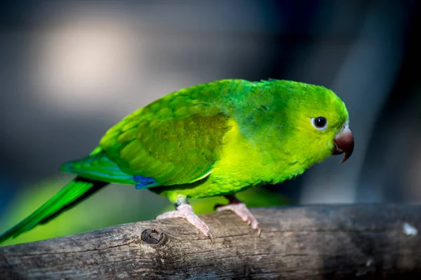 Retrato Pequeno Papagaio Verde — Fotografia de Stock