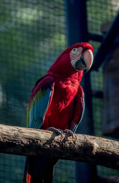 Portrait Scarlet Macaw Endangered Birds — 图库照片