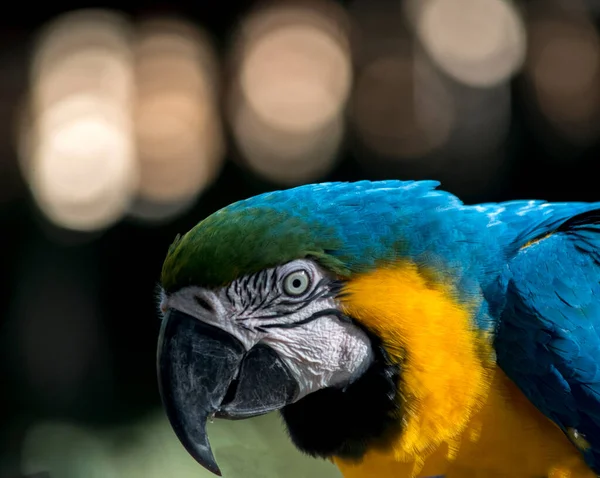 Portrait Blue Yellow Macaw Ara Ararauna Endangered Birds — 스톡 사진