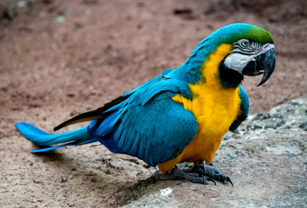 Retrato Uma Arara Azul Amarela Ara Ararauna Aves Ameaçadas Extinção — Fotografia de Stock