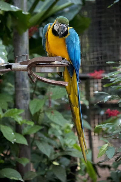 Portrait Blue Yellow Macaw Ara Ararauna Endangered Birds —  Fotos de Stock