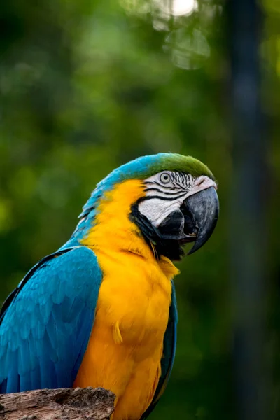 Retrato Uma Arara Azul Amarela Ara Ararauna Aves Ameaçadas Extinção — Fotografia de Stock