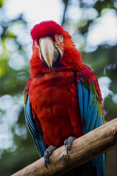 Retrato Uma Arara Escarlate Aves Ameaçadas Extinção — Fotografia de Stock