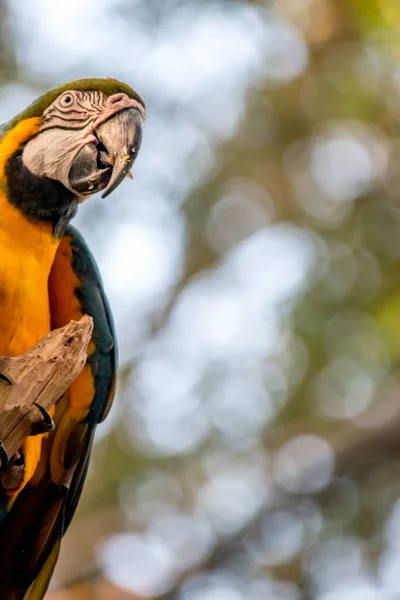 Portrait Blue Yellow Macaw Ara Ararauna Endangered Birds — Stock Photo, Image