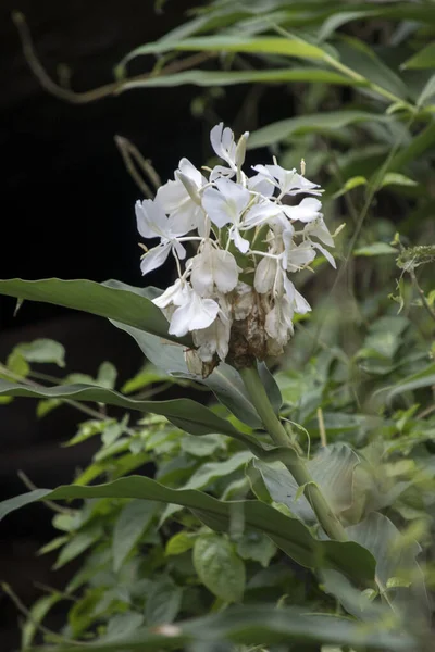 Flores Brancas Cana Âmbar Hedychium Coronarium — Fotografia de Stock