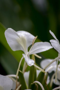 beyaz kehribar baston çiçekleri (hedychium koronaryum)