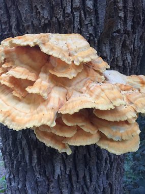 Ağacın kabuğunda bir mantarın yakın çekimi