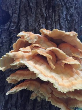 Ağacın kabuğunda bir mantarın yakın çekimi