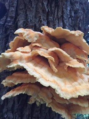 Ağacın kabuğunda bir mantarın yakın çekimi