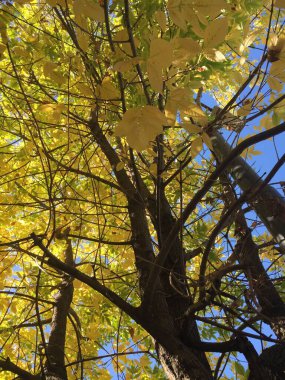 Sonbaharda bir ağacın sarı yaprakları
