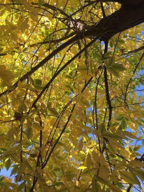 Sonbaharda bir ağacın sarı yaprakları