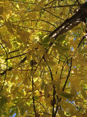 Sonbaharda bir ağacın sarı yaprakları