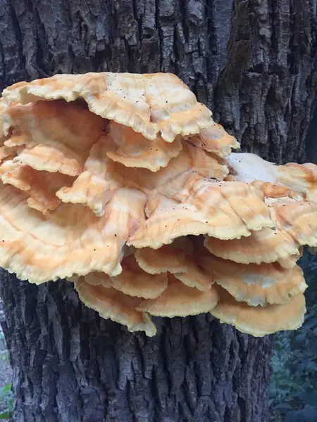 Ağacın kabuğunda bir mantarın yakın çekimi