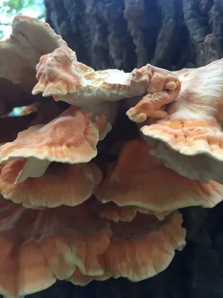 Ağacın kabuğunda bir mantarın yakın çekimi