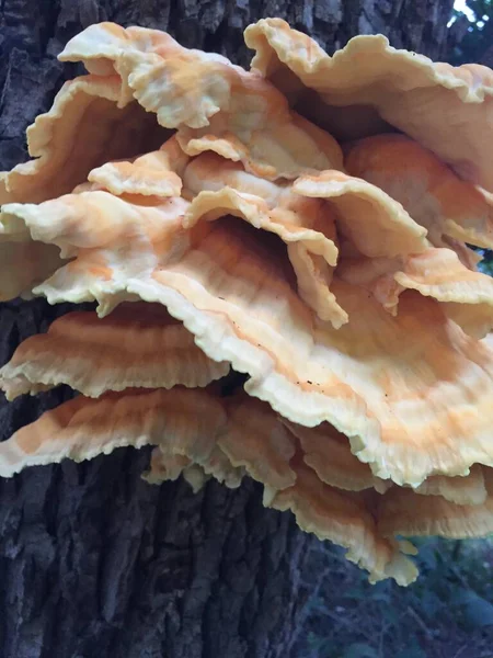 Ağacın kabuğunda bir mantarın yakın çekimi