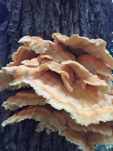 Ağacın kabuğunda bir mantarın yakın çekimi