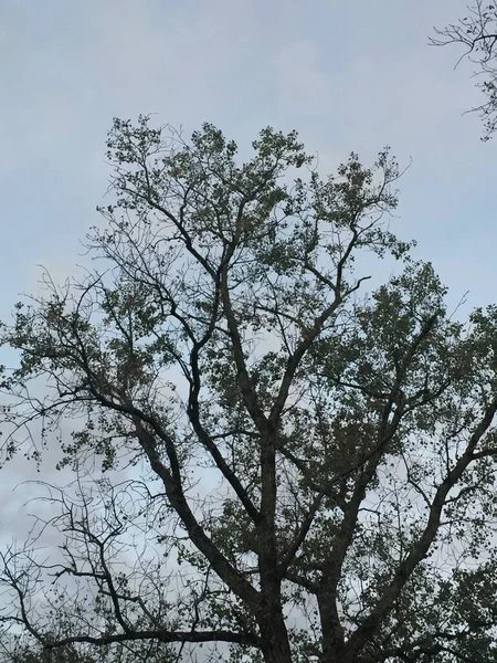 Las Ramas Del Árbol Invierno — Foto de Stock