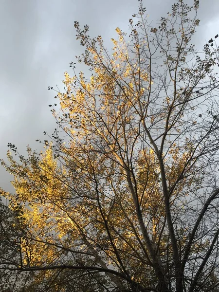 Baum Mit Gelben Blättern Einem Bewölkten Und Kalten Tag — Stockfoto