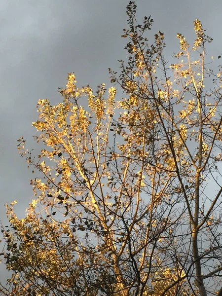 Baum Mit Gelben Blättern Einem Bewölkten Und Kalten Tag — Stockfoto