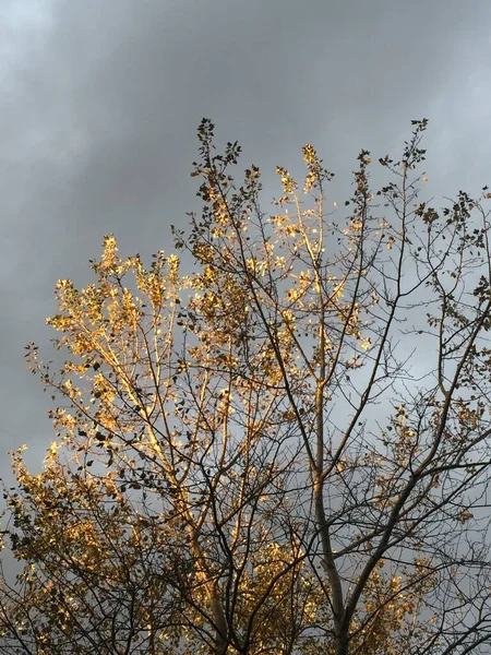 Baum Mit Gelben Blättern Einem Bewölkten Und Kalten Tag — Stockfoto