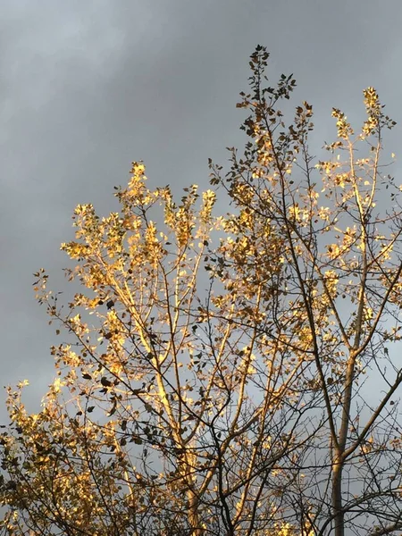 Baum Mit Gelben Blättern Einem Bewölkten Und Kalten Tag — Stockfoto