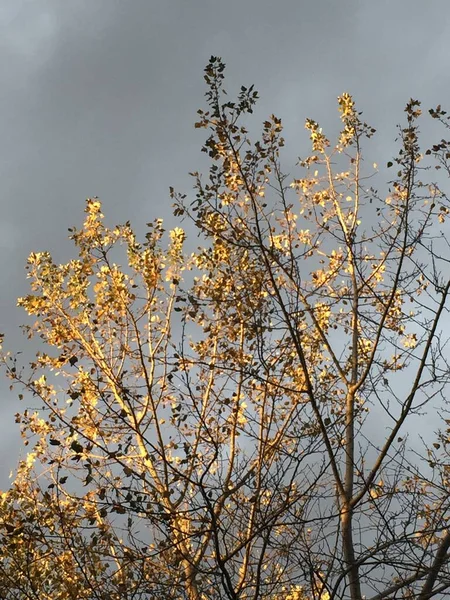 Baum Mit Gelben Blättern Einem Bewölkten Und Kalten Tag — Stockfoto