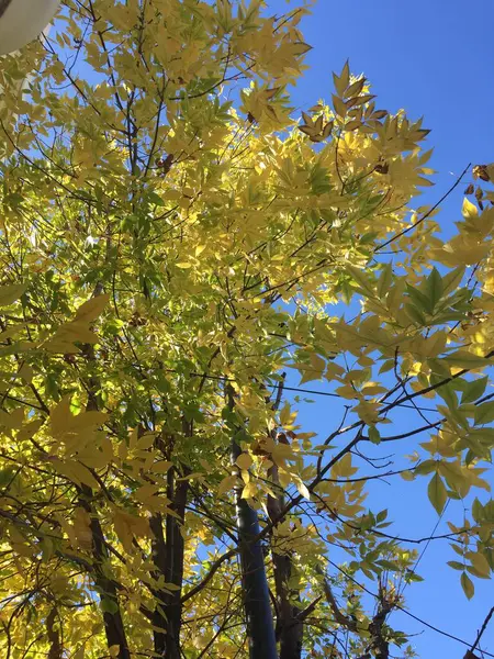 Sonbaharda bir ağacın sarı yaprakları