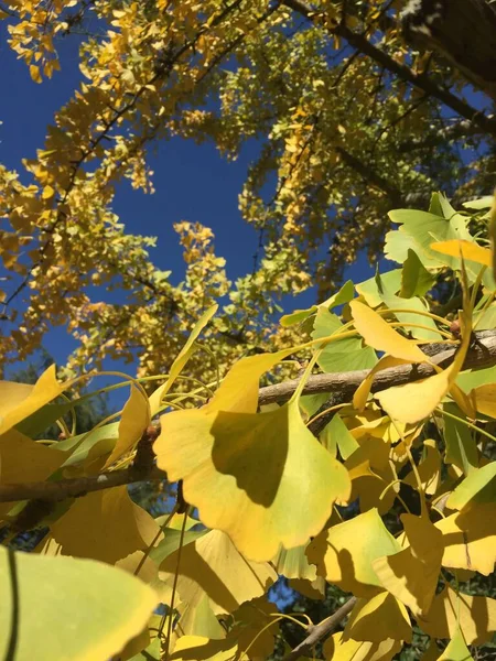 Желтые Листья Дерева Осенью — стоковое фото