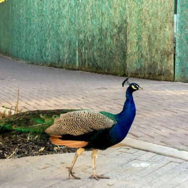Renkli tavus kuşu portresi