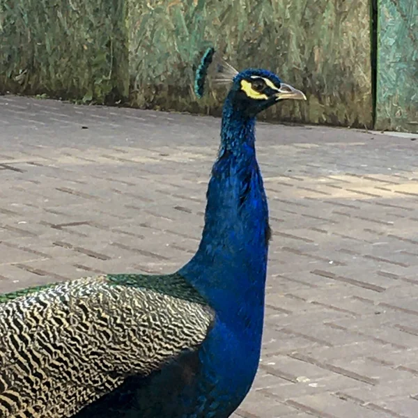 Portrait Colorful Peacock — Stock Photo, Image
