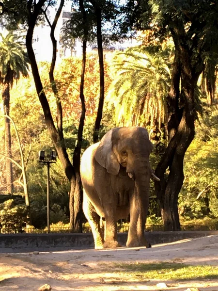 Elephant Ecopark Buenos Aires — Stockfoto